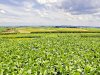 Nova soja convencional combina produtividade e controle de plantas daninhas