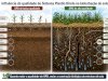 Influência da qualidade do Sistema Plantio Direto na bioturbação do solo