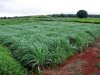 Forrageiras: o investimento mais estratégico para agricultura moderna