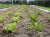 Dia de campo apresenta hortaliças cultivadas sob o Sistema Plantio Direto