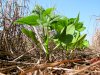 A necessária gestão de riscos na agricultura brasileira