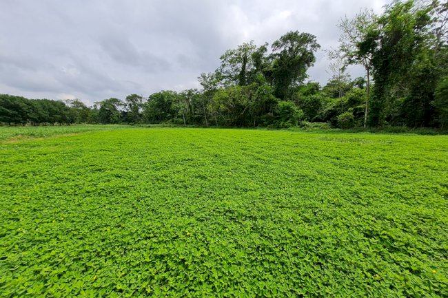 Nova cultivar de amendoim forrageiro apresenta alto teor de proteína