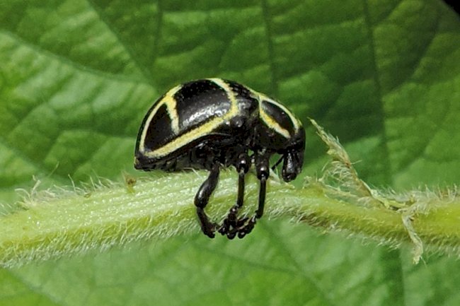 Cuidados com as pragas iniciais da soja