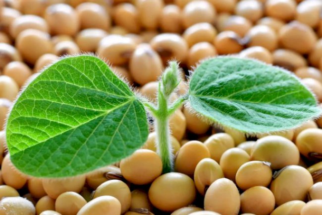 Novo calendário da soja versus ferrugem asiática: afinal quem tem razão?