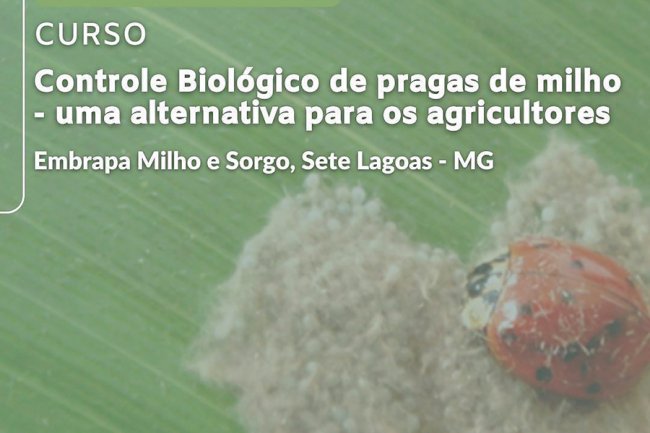 Curso aborda controle biológico de pragas na cultura do milho