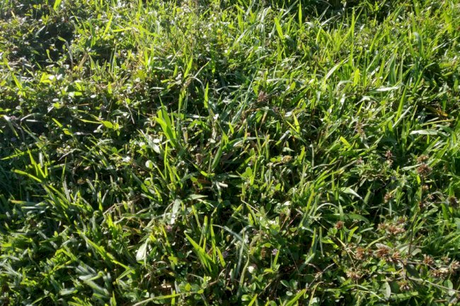 Leguminosa pouco conhecida pode aumentar em 60% a produção de carne