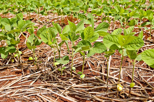 Embrapa abre inscrições para curso de produção de soja