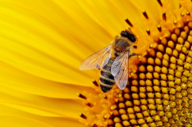 Sistema de informação contribui para proteção de abelhas no Paraná