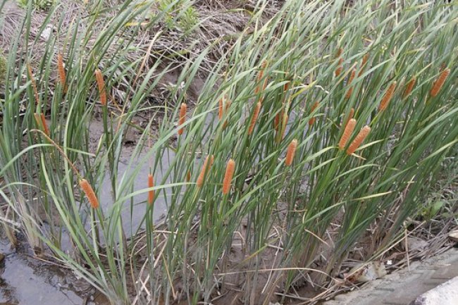 Estudo mostra que planta aquática pode remover o excesso de manganês em solos afetados por mineração