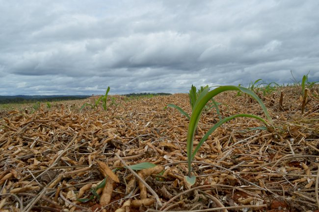 Tecnologia Antecipe aumenta produtividade do milho segunda safra