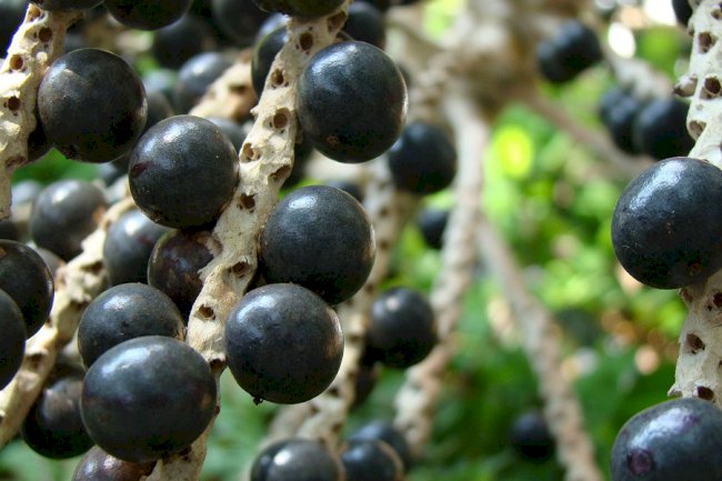 Cerrado deve se tornar mais novo polo de fruticultura do Brasil