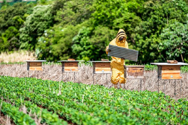 Trabalho vai definir protocolo para favorecer convivência entre abelhas e soja