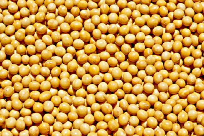 Aplicativo orienta produtor de soja a enfrentar escassez de fertilizantes