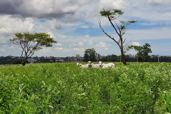 Feijão guandu consorciado em pastagem reduz emissão de metano em até 70%