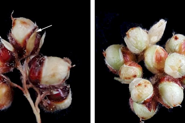 Avanços da genética aumentam a sustentabilidade da agricultura