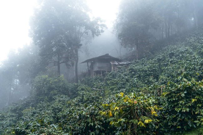 Inteligência em agricultura tropical