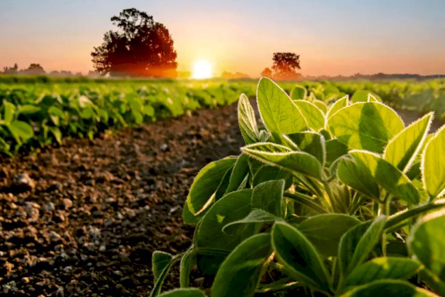 Potencializando a produtividade da soja