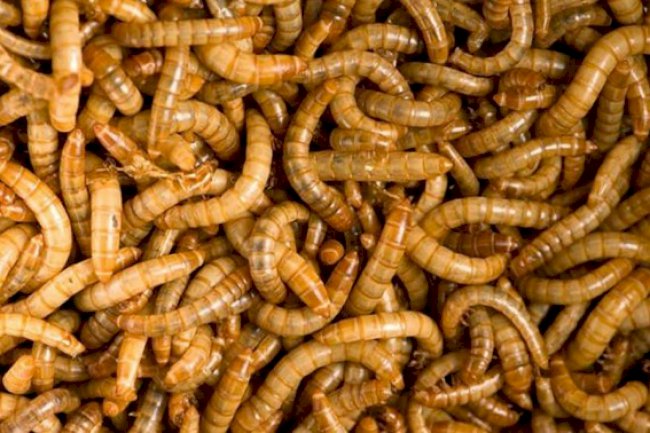 Insetos auxiliam na biodegradação de plásticos