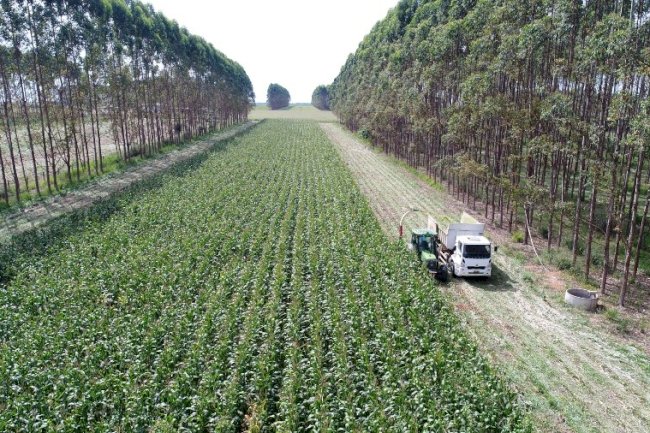 Embrapa Agrossilvipastoril capacita técnicos e projetistas em ILPF e agricultura de baixo carbono