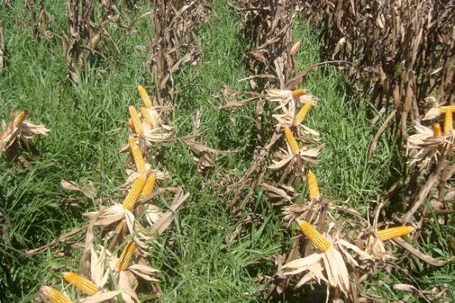 Milho: oportunidade para a agricultura de Mato Grosso do Sul