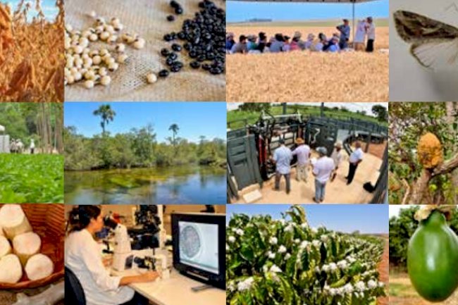 Tecnologias geradas nos 40 primeiros anos da Embrapa Cerrados são retratadas em publicações