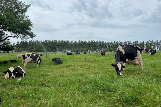 Fazendas de leite a pasto bem manejadas superam sistemas intensivos em produtividade hídrica