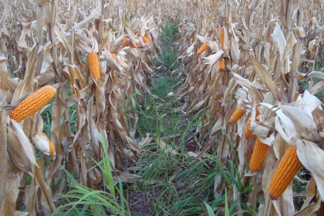 Inoculante reduz perdas de produtividade do milho consorciado com braquiária