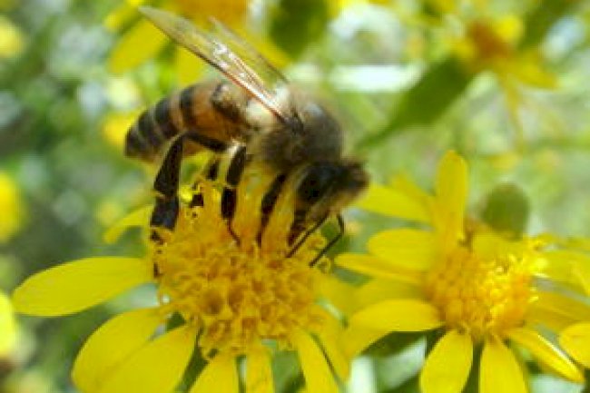 Cadê as abelhas que estavam aqui?
