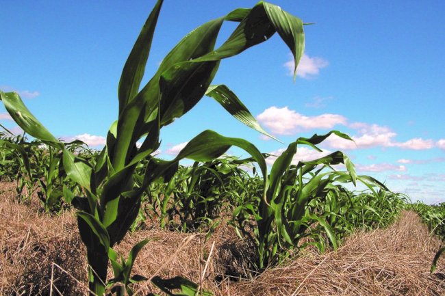 Manejo adequado do solo aumenta sequestro de carbono em áreas irrigadas