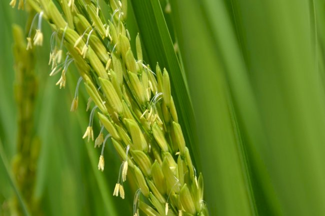 Pesquisa define melhor período para plantio do arroz irrigado no TO