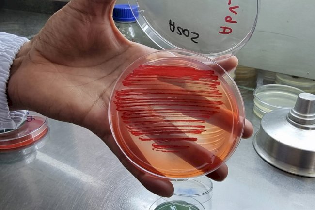 Bactérias aumentam produtividade em lavouras de arroz, feijão e milho