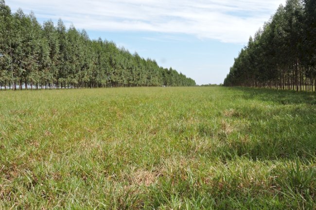 Dia de campo aborda sistema silvipastoril em solos arenosos em Rondonópolis
