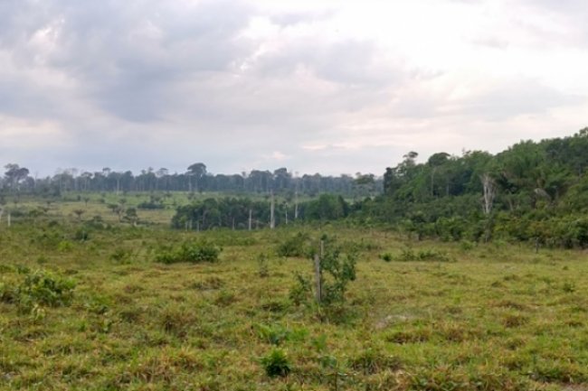 Manejo adequado de pastagens na Amazônia pode estimular a captura de metano pelo solo
