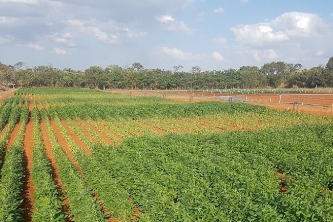 Evapotranspiração atual da cultura da soja no Cerrado
