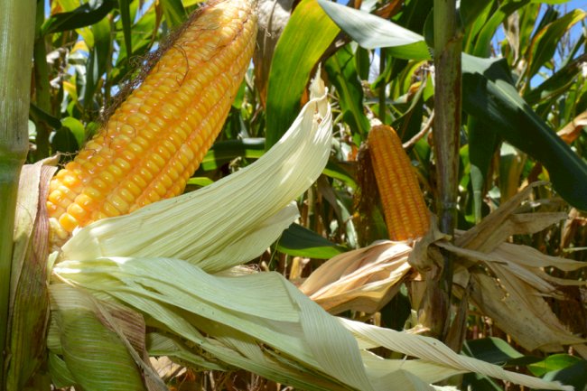 Bioinsumo pode reduzir em 25% o nitrogênio usado na adubação de cobertura do milho