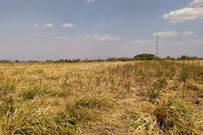 Consórcio de milho com capim colonião BRS Zuri reduz em cerca de 70% a infestação de plantas daninhas