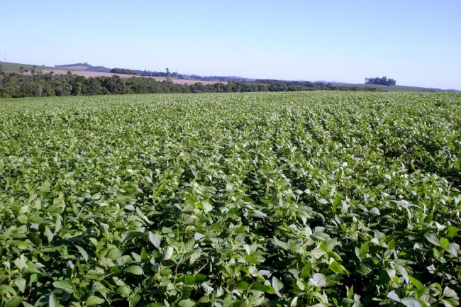 Novo fertilizante fosfatado aumenta a produtividade da soja