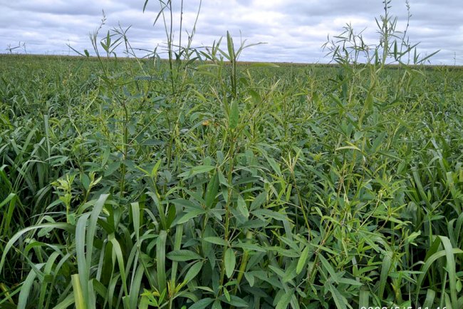 Produtividade da soja cresce até 20% em consórcio de capim com crotalária