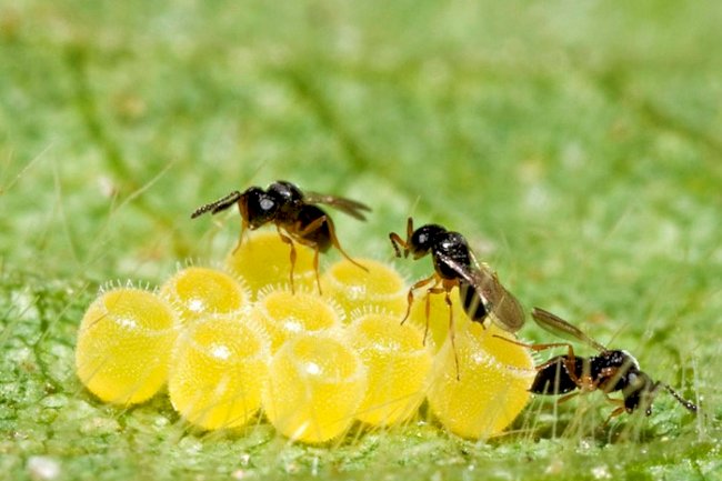 Painel do 18º ENPDP mostra as múltiplas combinações e resultados sustentáveis do SPD