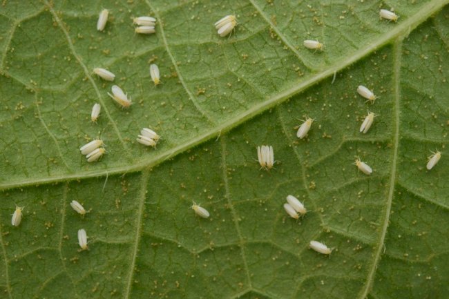 Fungo Clonostachys rosea é eficiente contra o mofo-branco e a mosca-branca