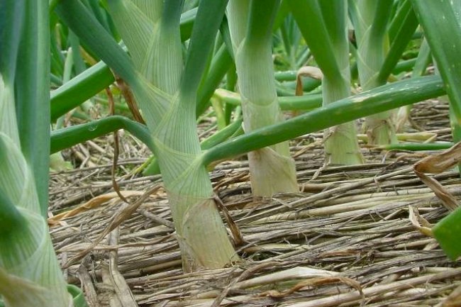 SPDH recebe destaque no 18º ENPDP