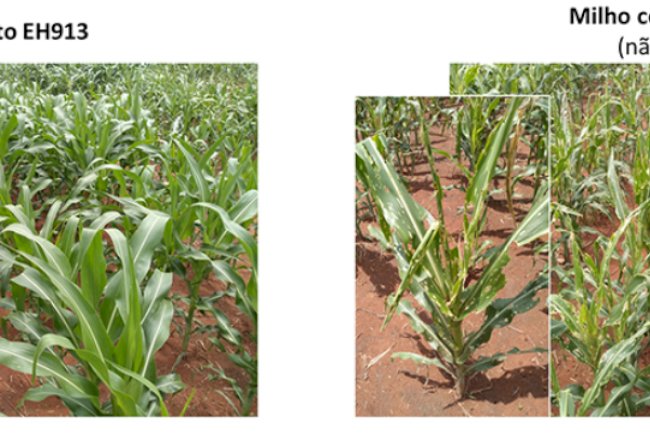 CTNBio aprova uso comercial de milho transgênico resistente a lagartas