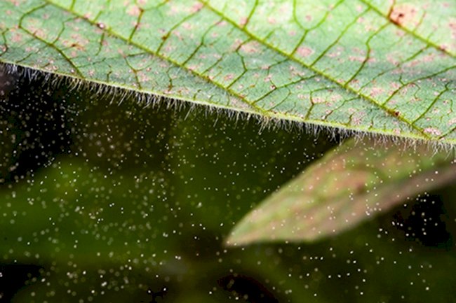 Genoma da ferrugem-asiática da soja direciona novas estratégias de manejo