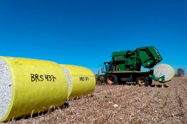 Embrapa e Fundação Bahia apresentam nova cultivar de algodão resistente a ramulária