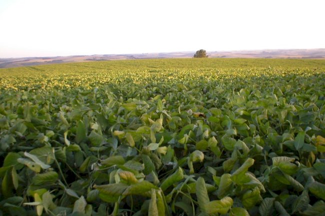 Novo software avalia fertilidade e equilibra adubação em sistemas de produção de soja