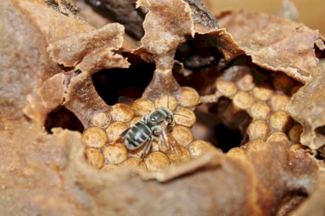 Abelhas, úteis e inteligentes