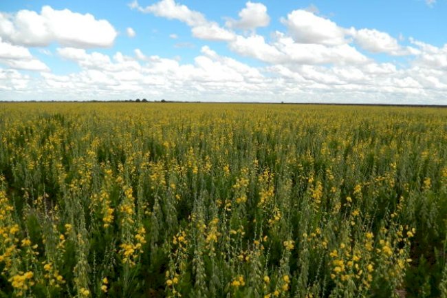 Experimentos evidenciam vantagens das diferentes opções de plantas de cobertura