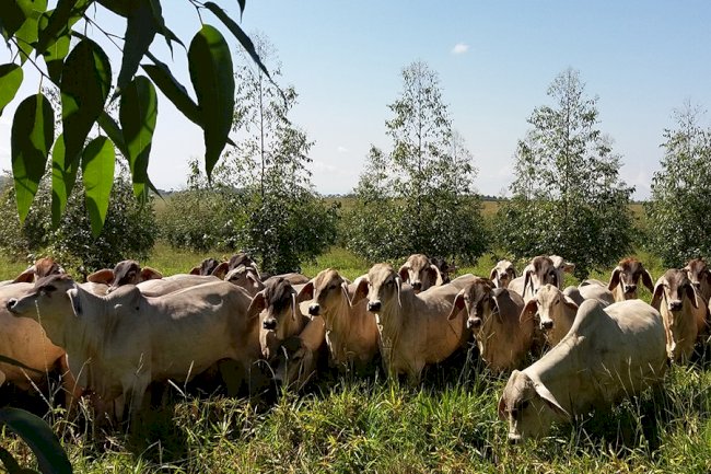 Árvores em sistemas ILPF neutralizam emissão de metano por bovinos no Cerrado Mineiro