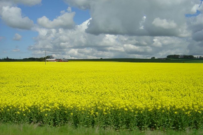Projeto traça perfil de sustentabilidade da cadeia produtiva da canola