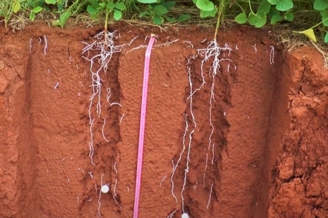 Diagnosticar o solo é optar pela melhor estratégia para a lavoura